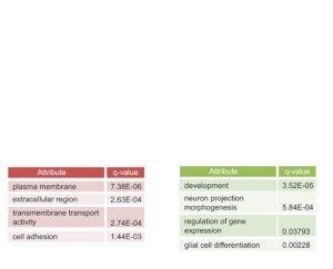 glioblastomafunction